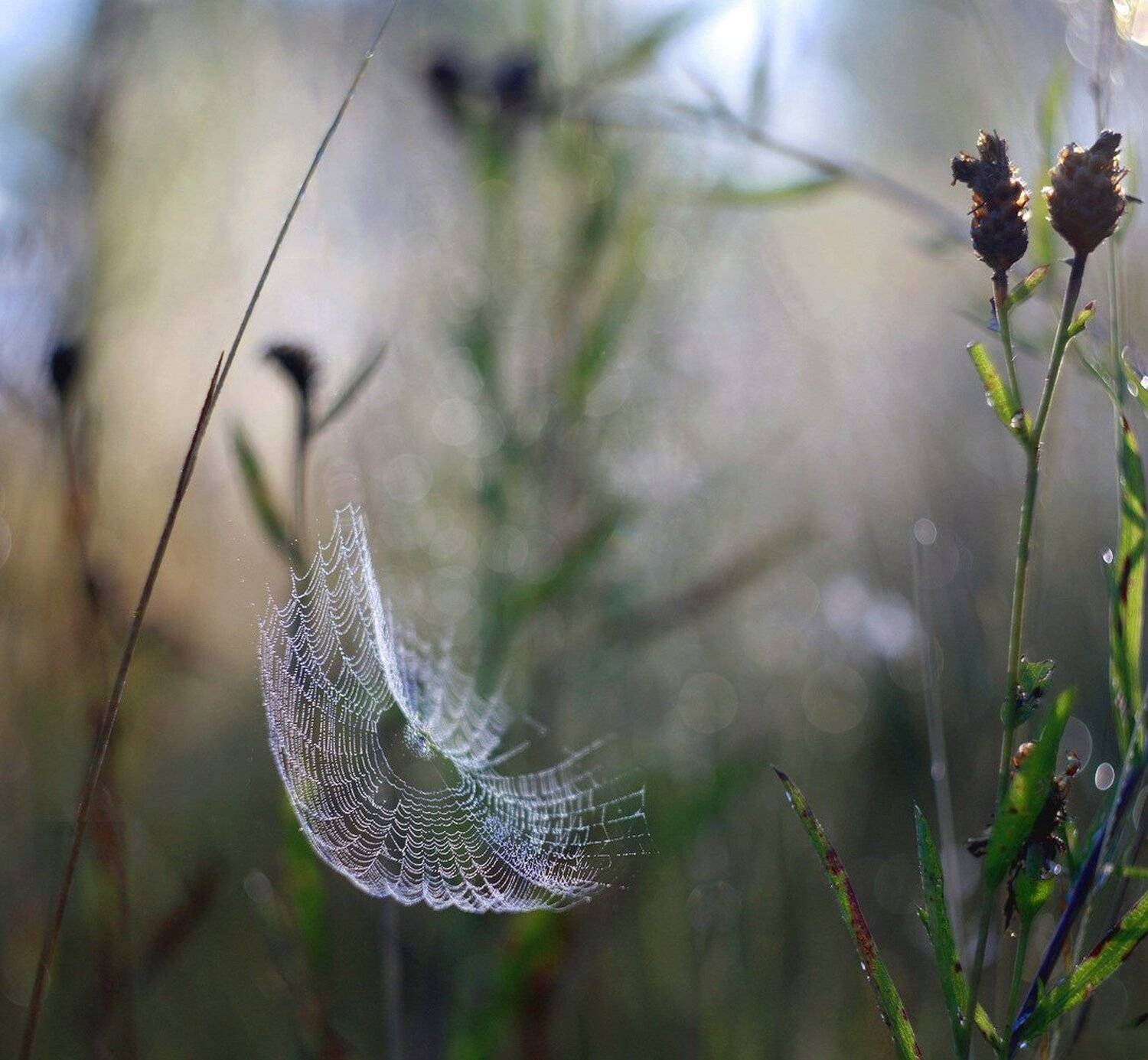 паутинка , утро , роса, Свистков Александр