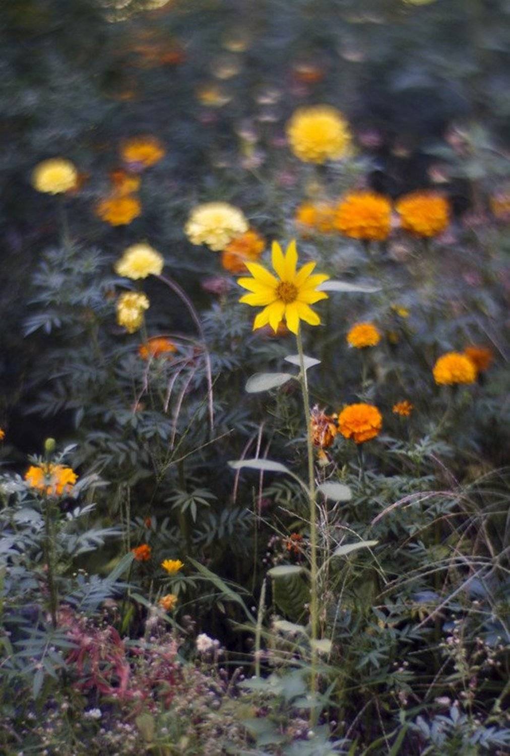 Линии, пятна, природа, настроение, valeko