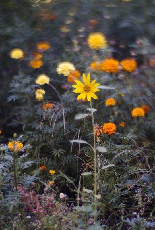 Линии, пятна, природа, настроение **** фото превью