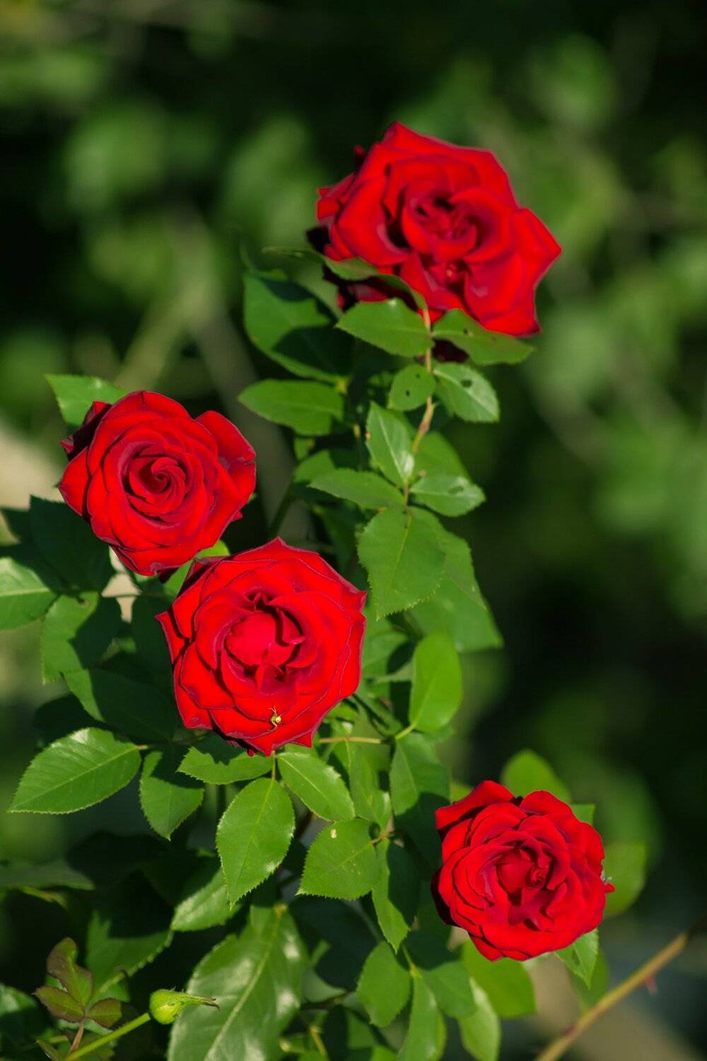 Бутон, Ветвь, Красный, Листья, Розы, Фон, Юрий Котов