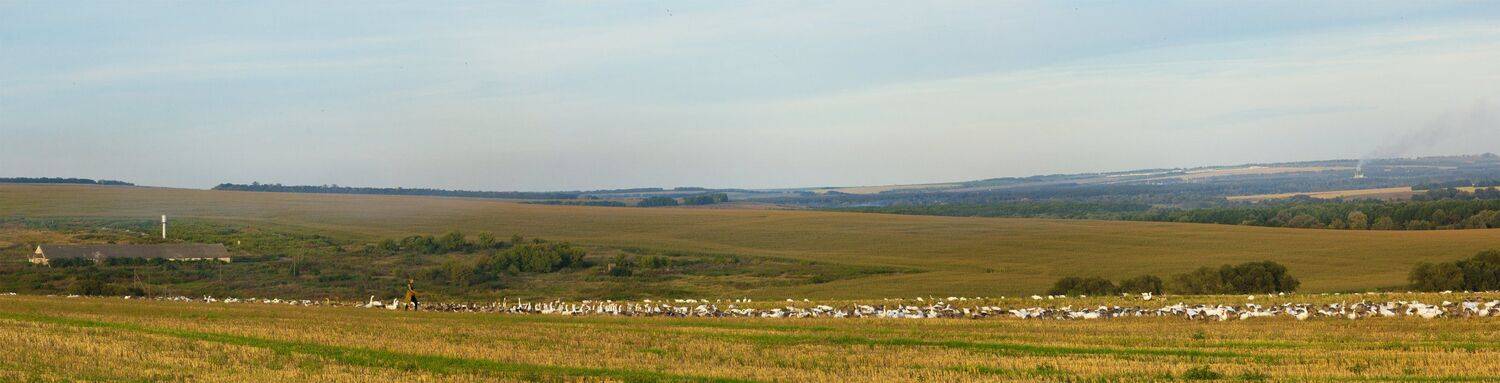 Гуси, Пастух, Поле, Птицы, Стая, Ферма, Юрий Котов