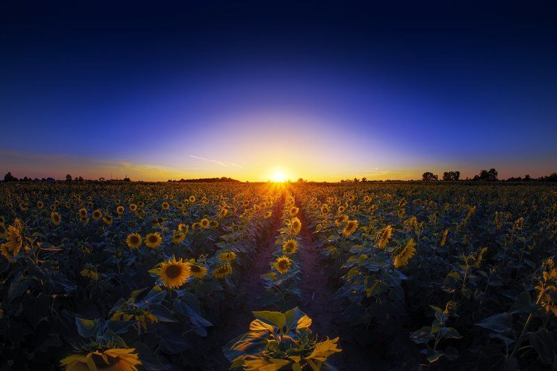 sunflowers, field, sunset Highway of sunflowers фото превью