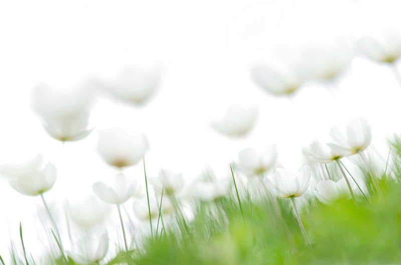 Души цветов фото превью