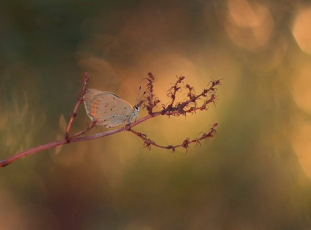 , Pawel Plucinski