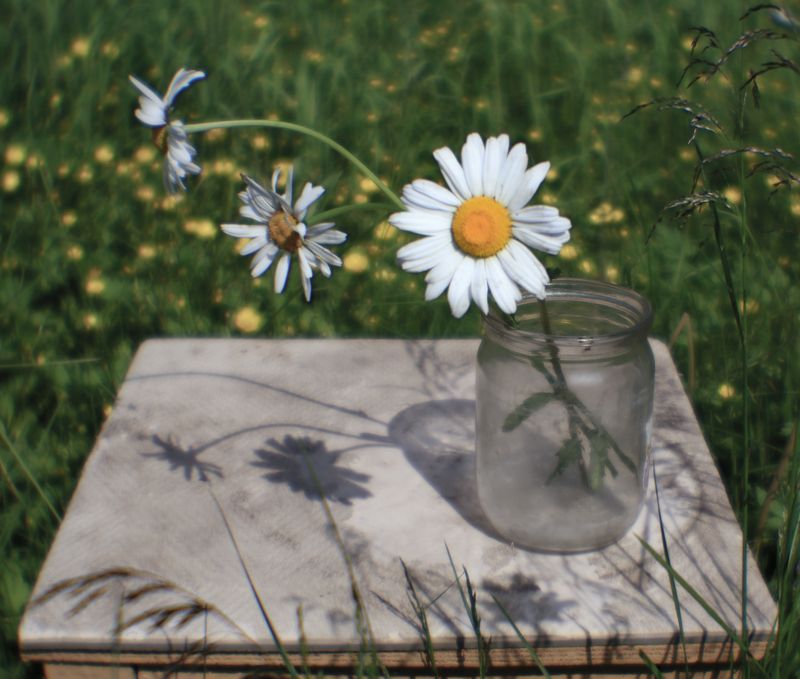 ромашки, лето, цветы, солнце, натюрморт Ромашки фото превью