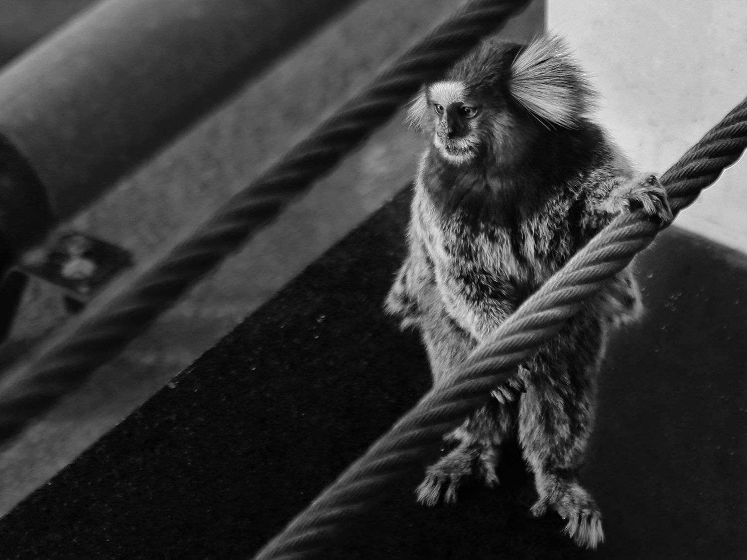 бразилия, обезьянка, покемон, тросс, ALLA SOKOLOVA