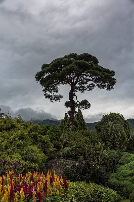 alone pine фото превью