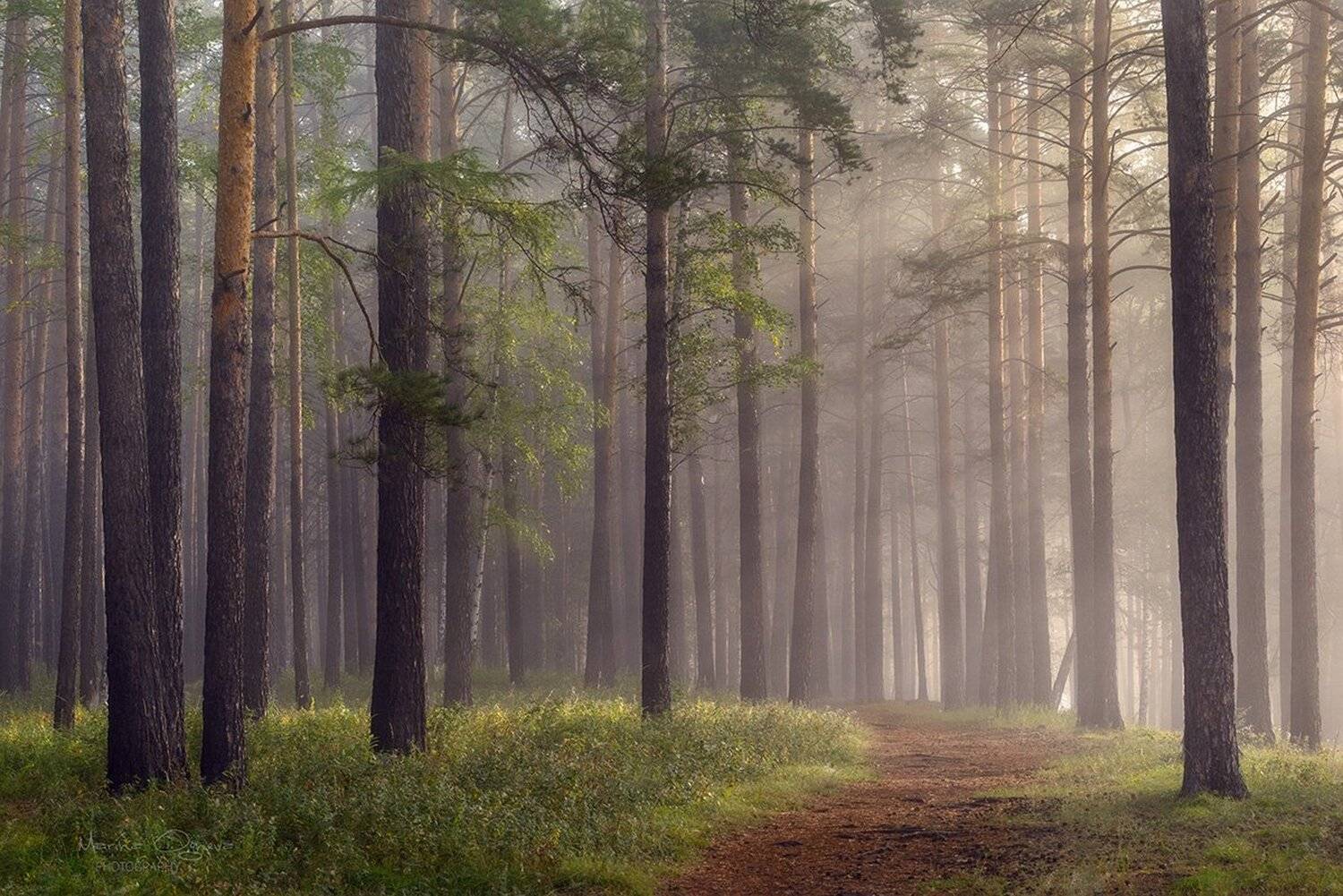 Лес, Лучи, Осень, Рассвет, Туман, Марина Огнева