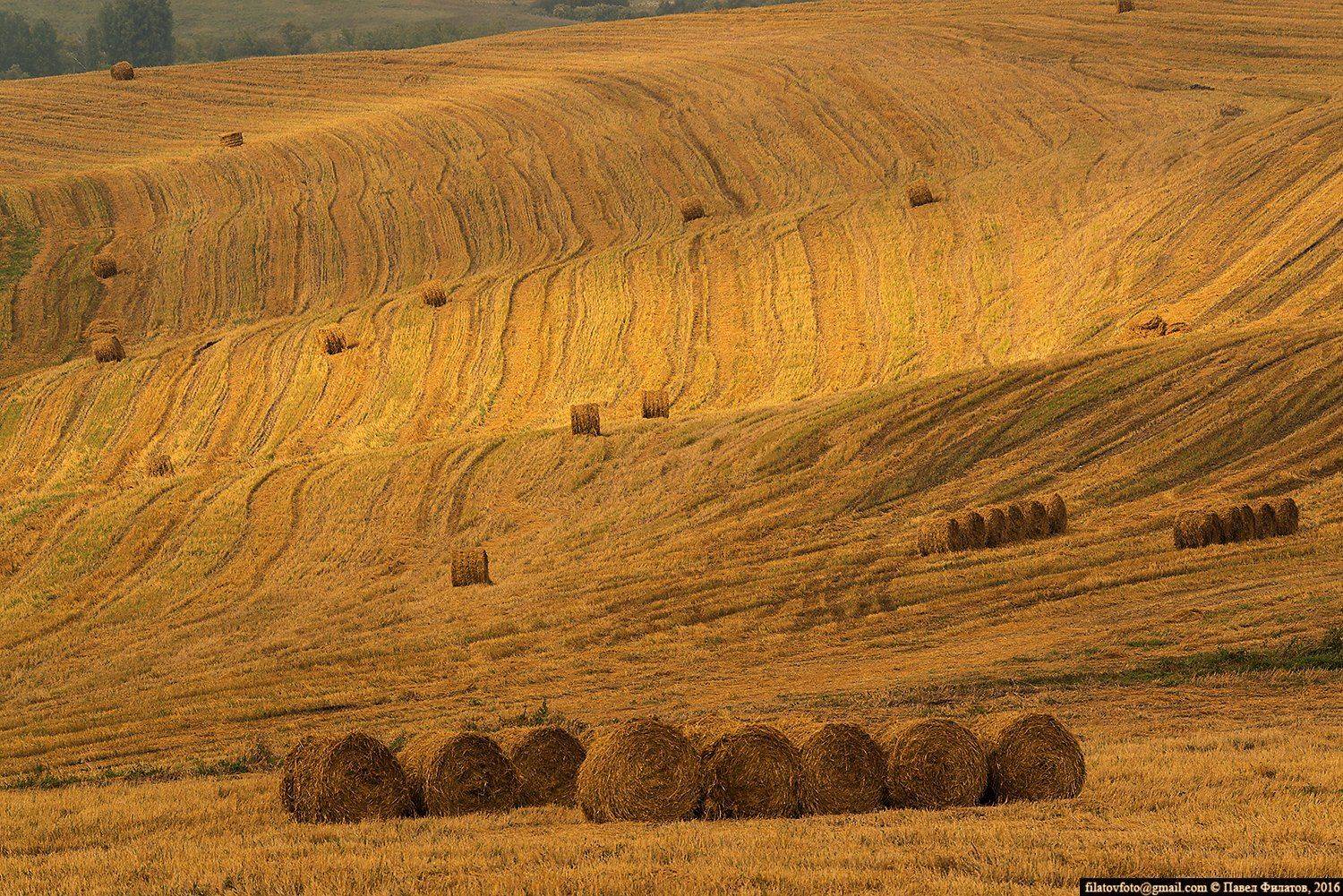 Altai, Fields, Siberia, Алтай, Золото, Поля, Предгорья, Сибирь, Павел Филатов