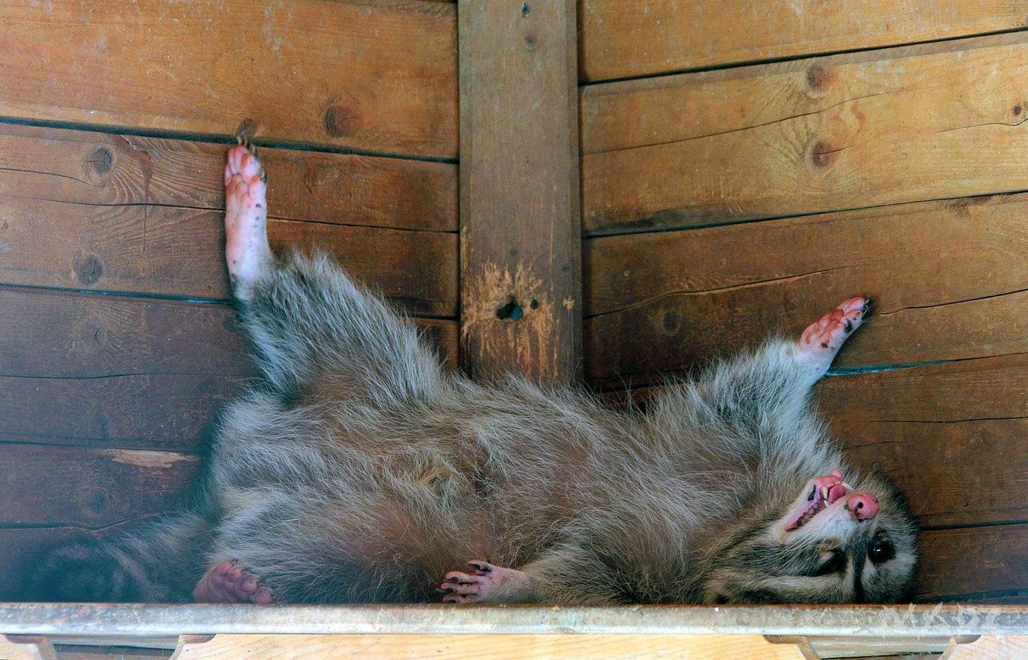 , Шангареев Марс