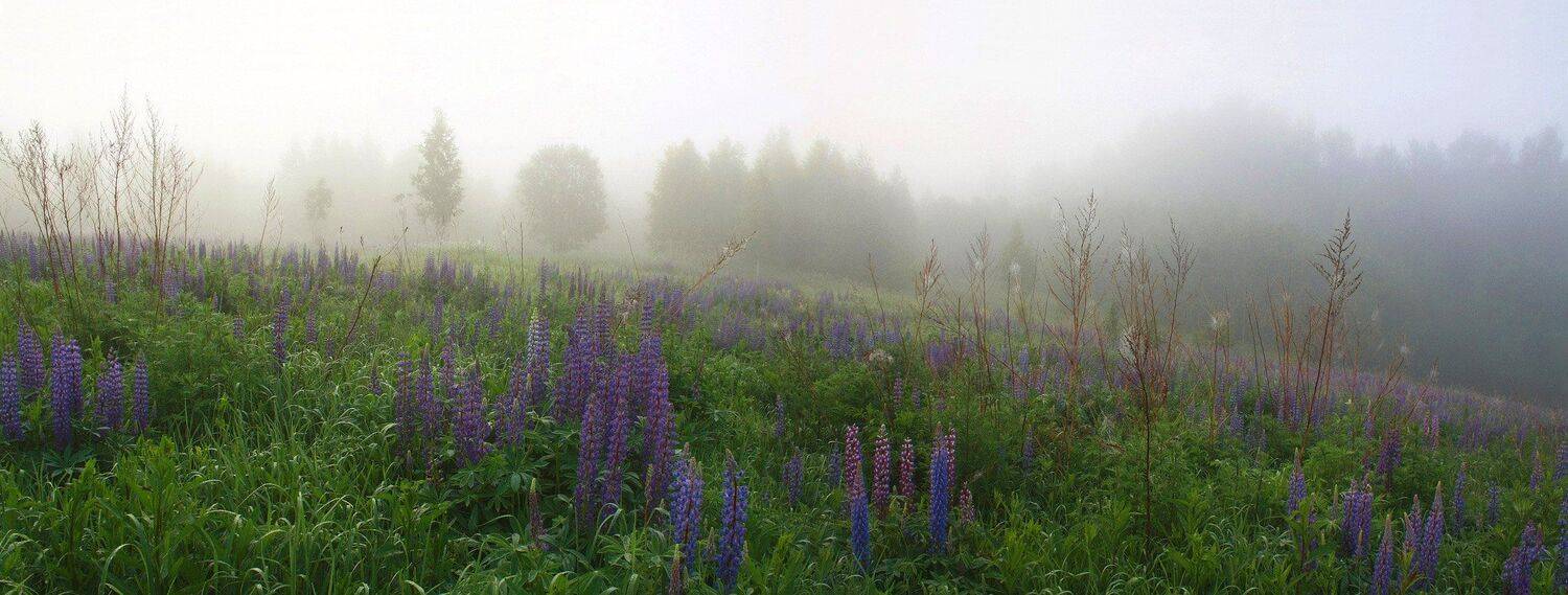 туман, люпин, Свистков Александр