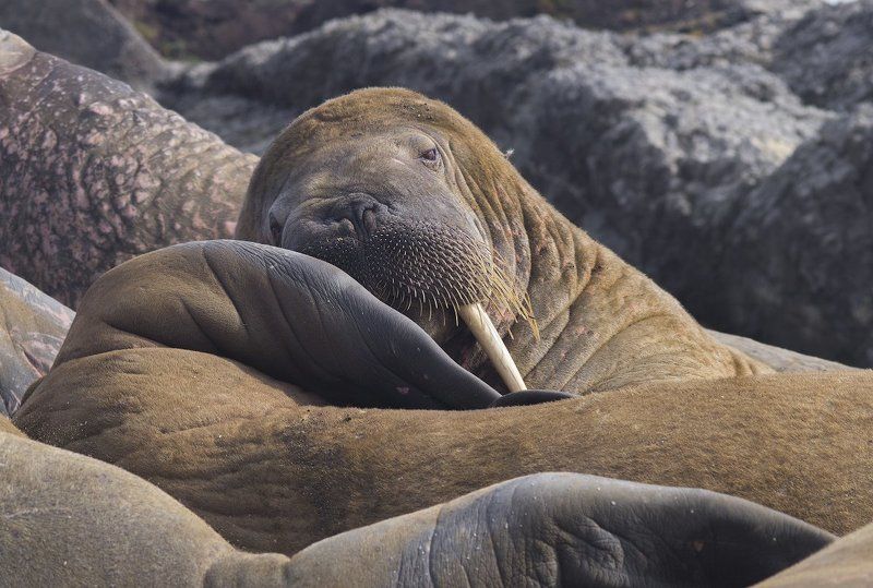 Odobenus rosmarus, Wildlife, Арктика, Атлантический морж, Дикая природа россии, Фотоохота Борьба со сном!..Без шанса на победу) фото превью