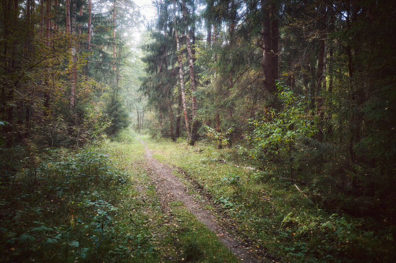 лес, осень В осеннем лесу фото превью