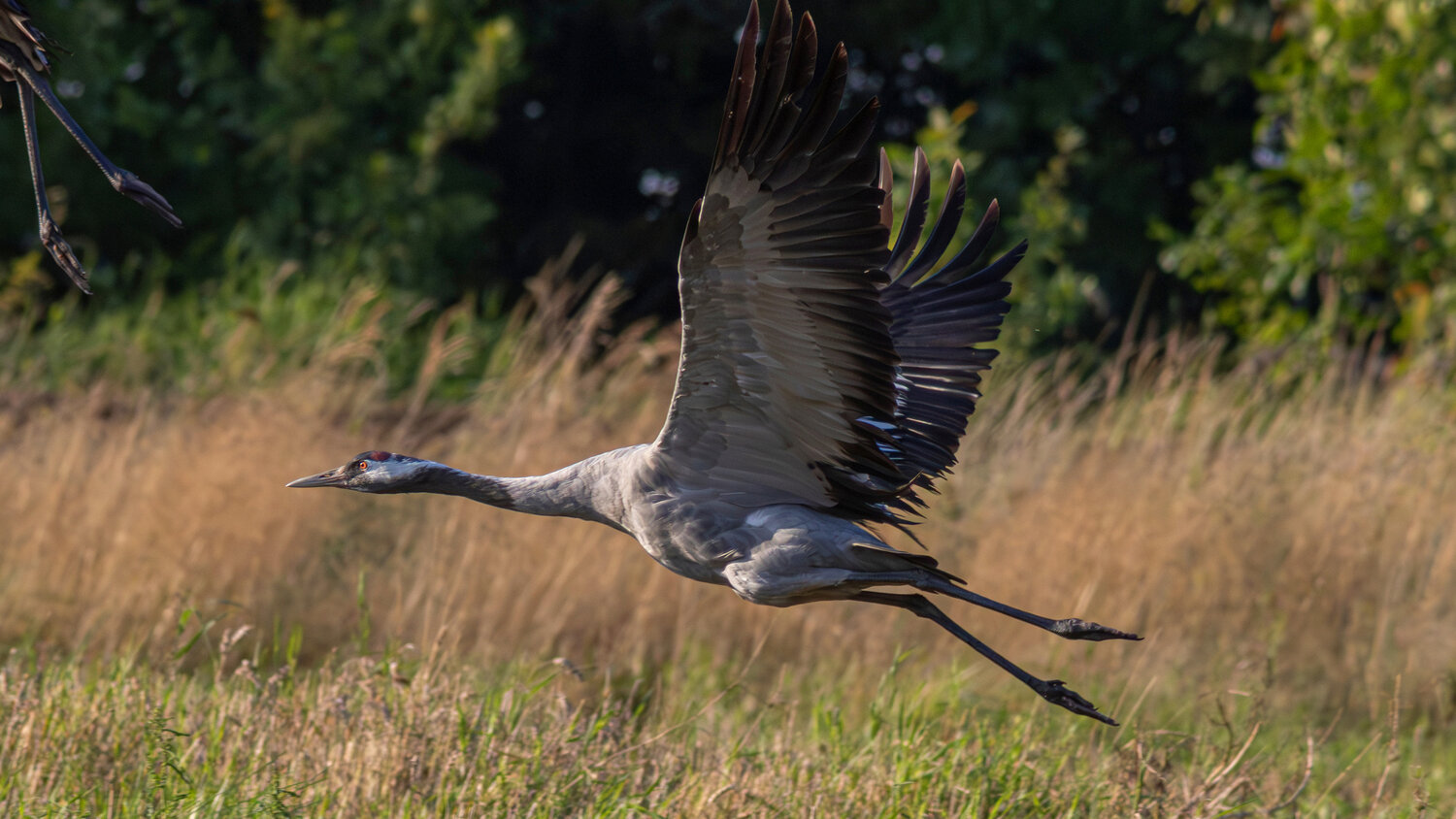 серый журавль, журавль, grus grus, common crane, crane, wildlife, nature, bird, birdwatching, field, поле, природа, птица, птицы калининградской области, Бондаренко Георгий