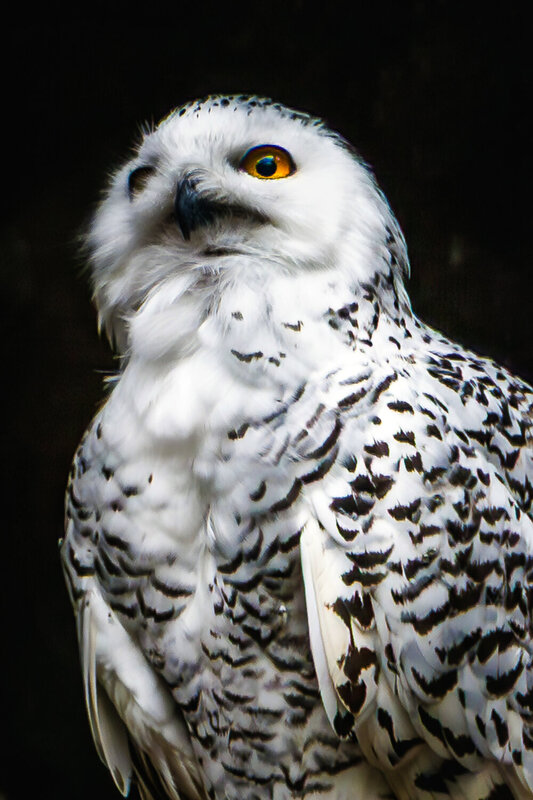 полярная, сова  фото превью