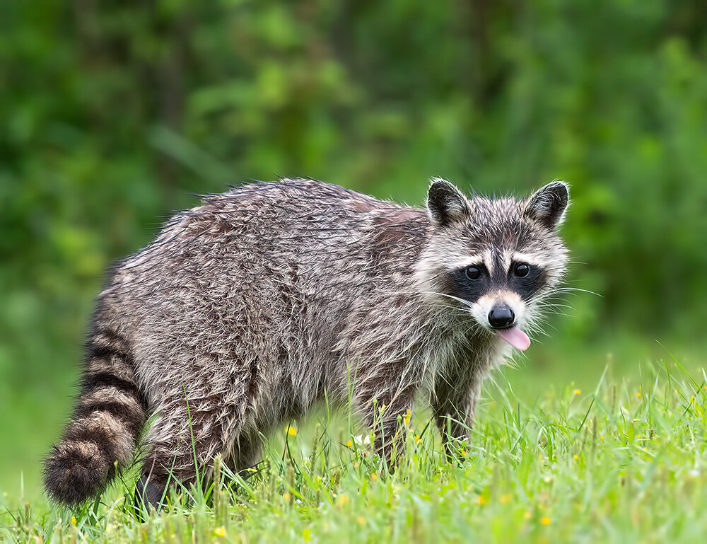 енот-полоскун, raccoon, wild, енот, животные, animals, дикие животные, Etkind Elizabeth