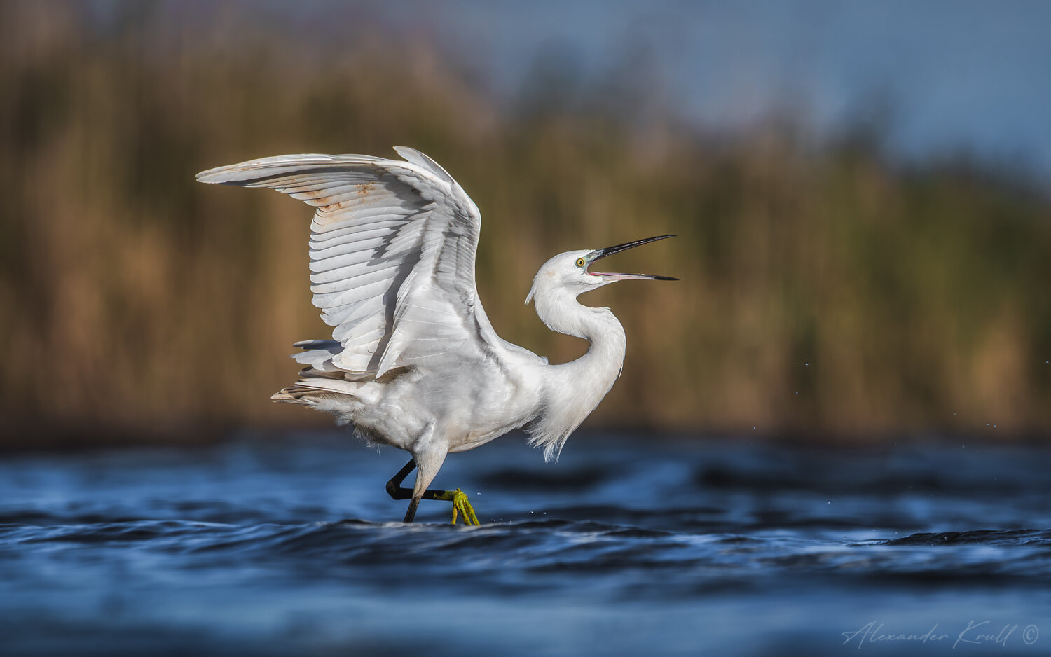 цапля, малая белая цапля, egretta garzetta, Александр Круль