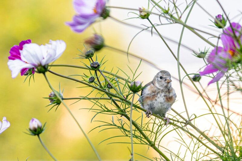 Щегол (Carduelis carduelis) фото превью