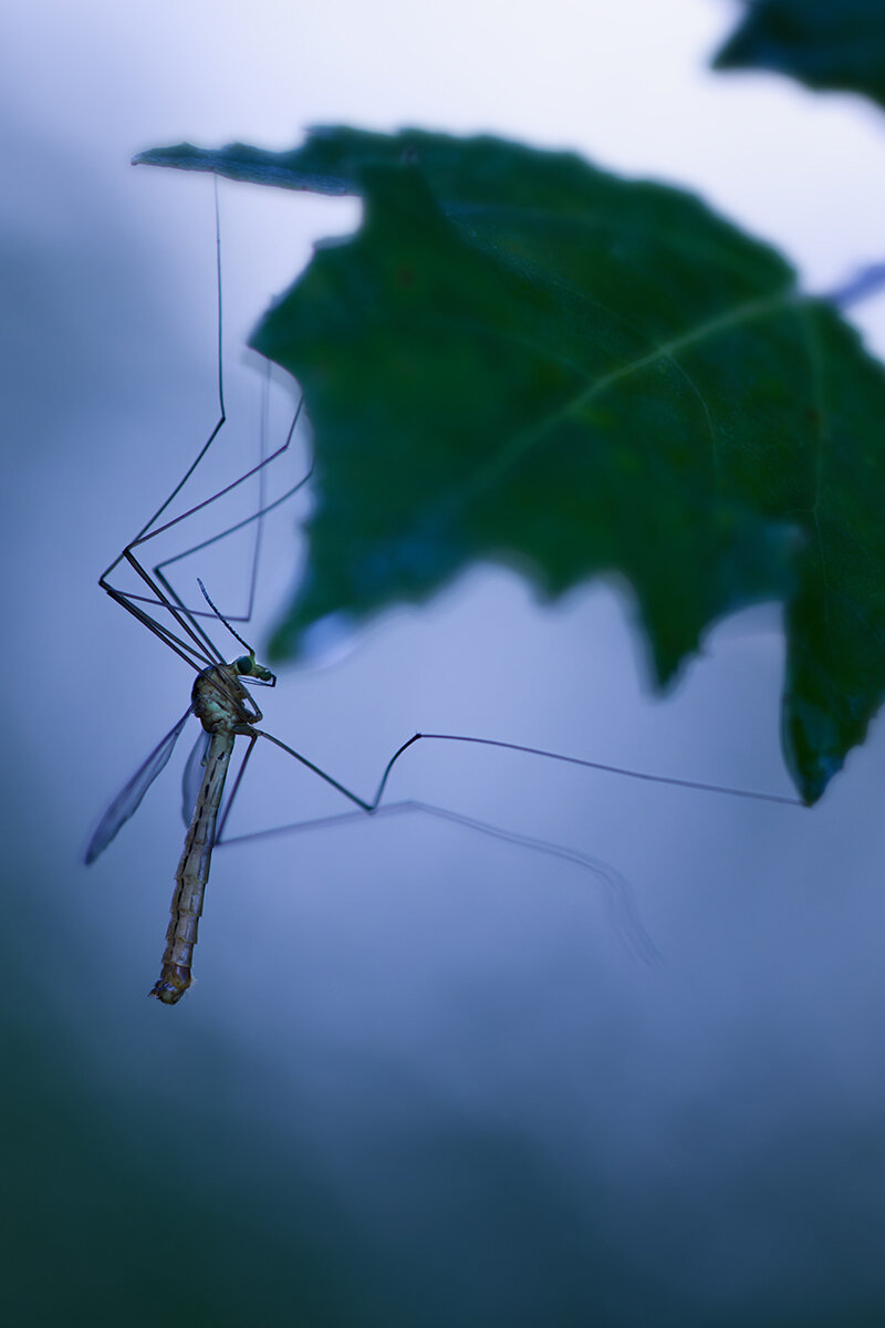 tipulidae, макро, комардолгоножка, macro, Хилько Марина