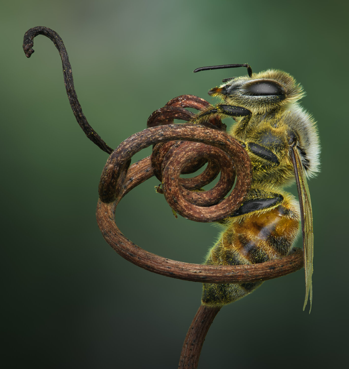 bee, honeybee, macro, vine, Atul Saluja