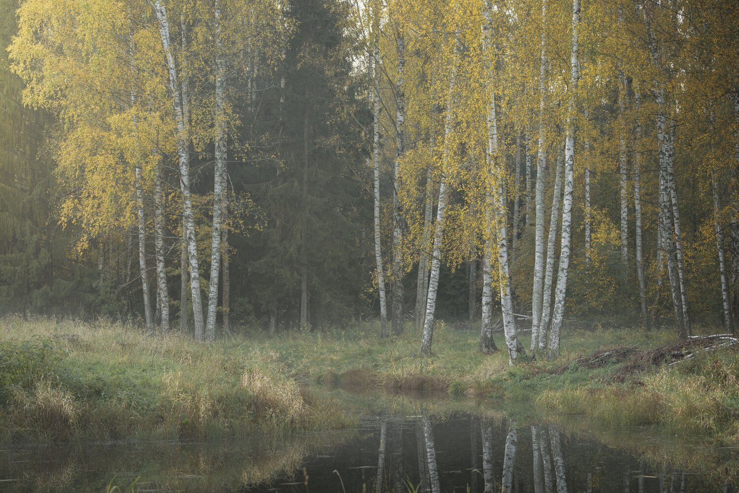 , Максим Вышарь