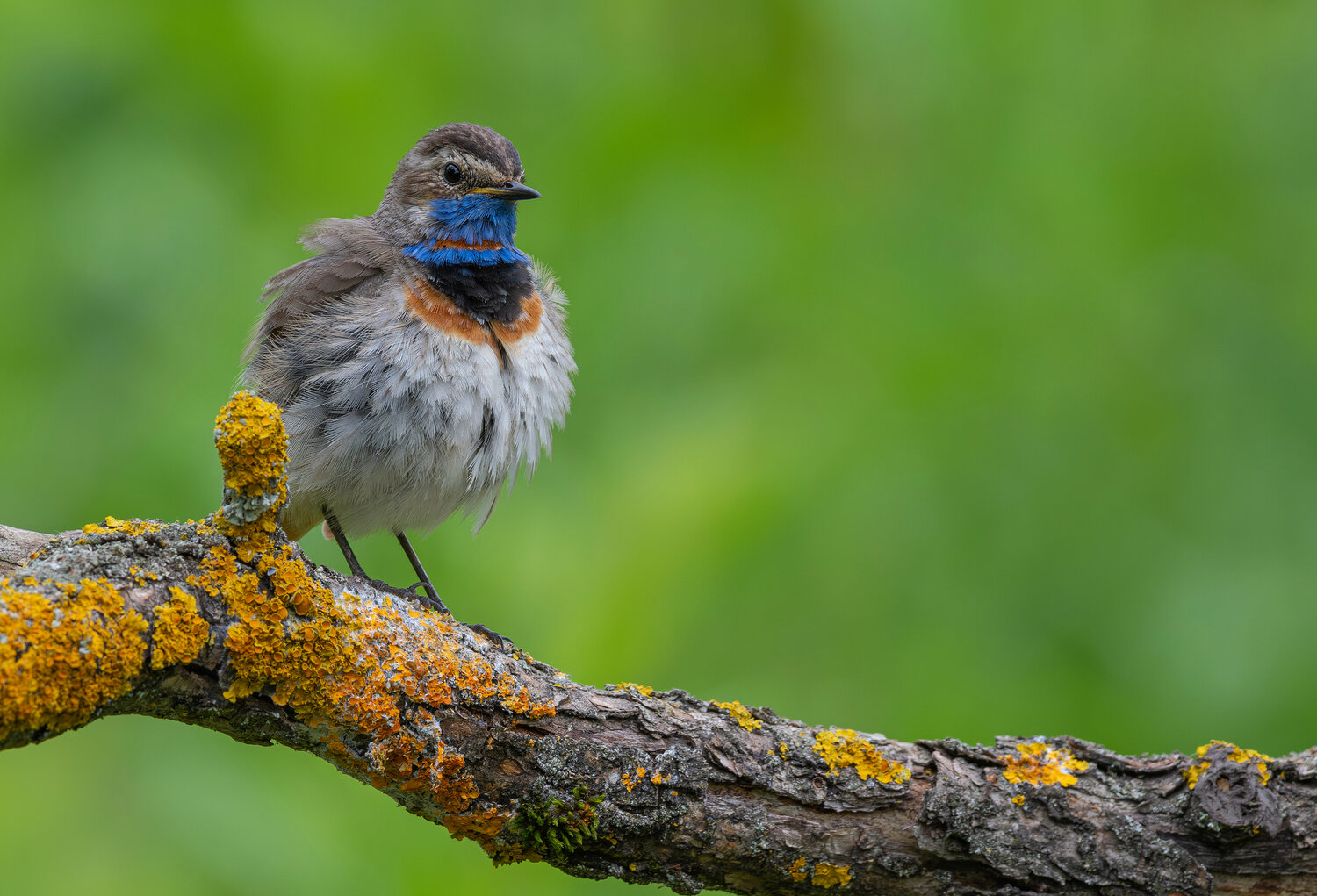 птицы, варакушка, фотоохота, birds, Сигушин Руслан