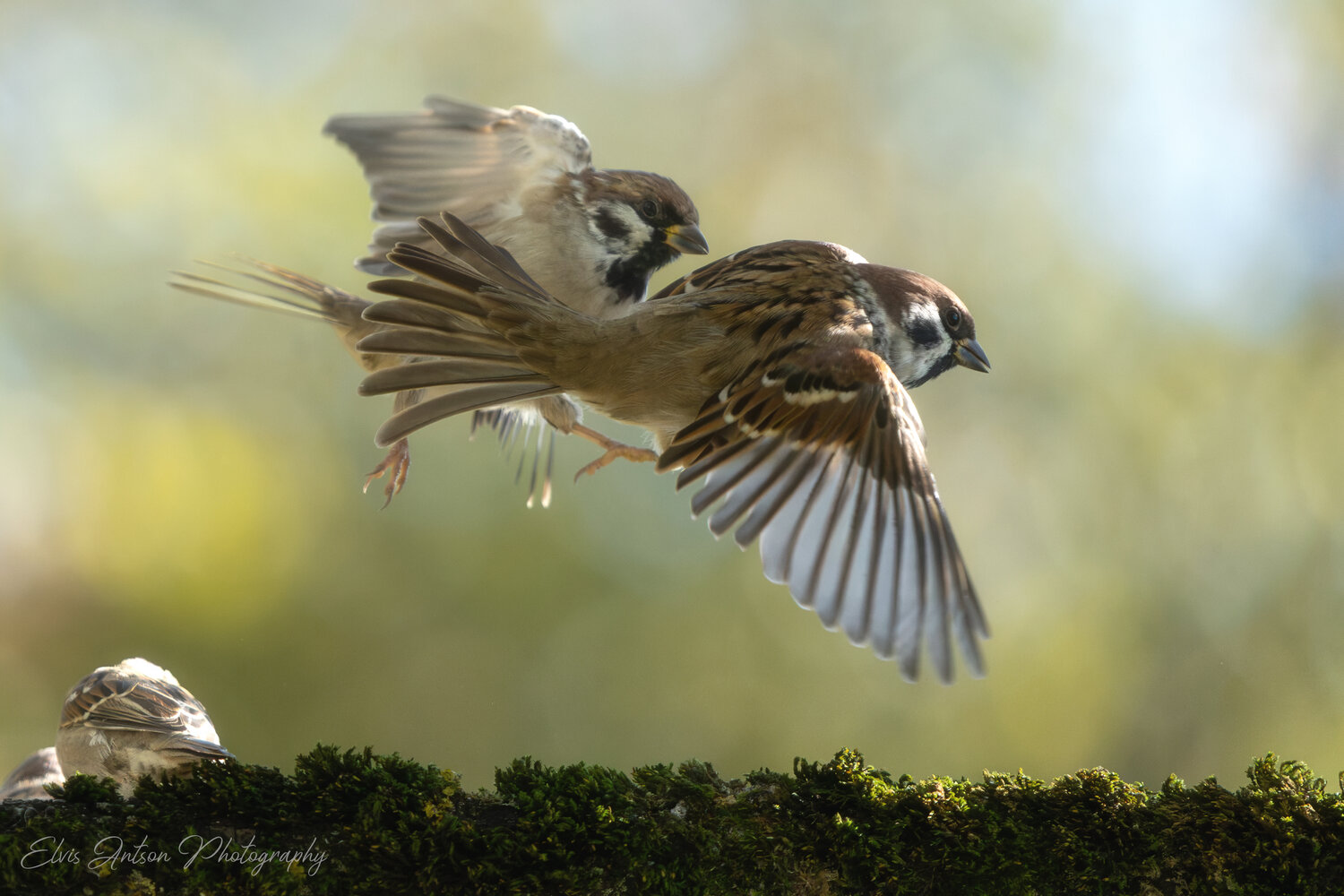action shot, wildlife, воробей, воробьи, полевой воробей, sparrow, birds, birdwatching, elvis antson, орнитология, дикие птицы, кострома, пернатые, птицы россии, птицы европы, наблюдение за птицами, bird photography, communication, братья наши меньшие, Antson Elvis