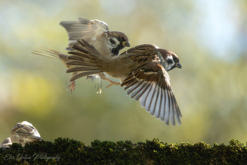 action shot, wildlife, воробей, воробьи, полевой воробей, sparrow, birds, birdwatching, elvis antson, орнитология, дикие птицы, кострома, пернатые, птицы россии, птицы европы, наблюдение за птицами, bird photography, communication, братья наши меньшие Догонялки фото превью