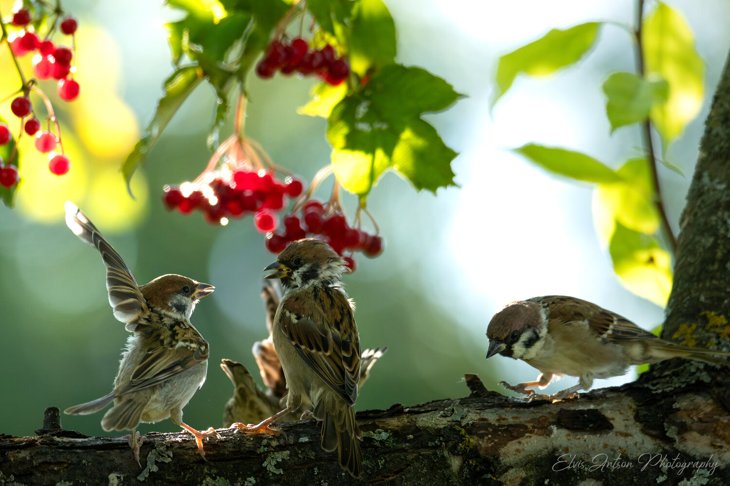 action shot, wildlife, воробей, воробьи, полевой воробей, sparrow, birds, birdwatching, elvis antson, орнитология, дикие птицы, кострома, пернатые, движение, крылья, птицы европы, птицы россии, наблюдение за птицами, communication, братья наши меньшие, Antson Elvis