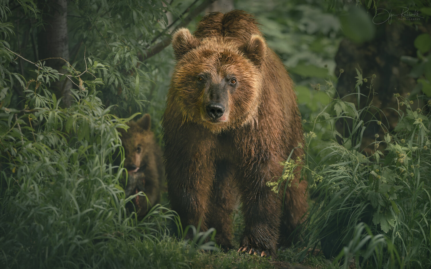 медведь, бурый медведь, камчатка, bear, двухюрточное, Рудченко Ольга