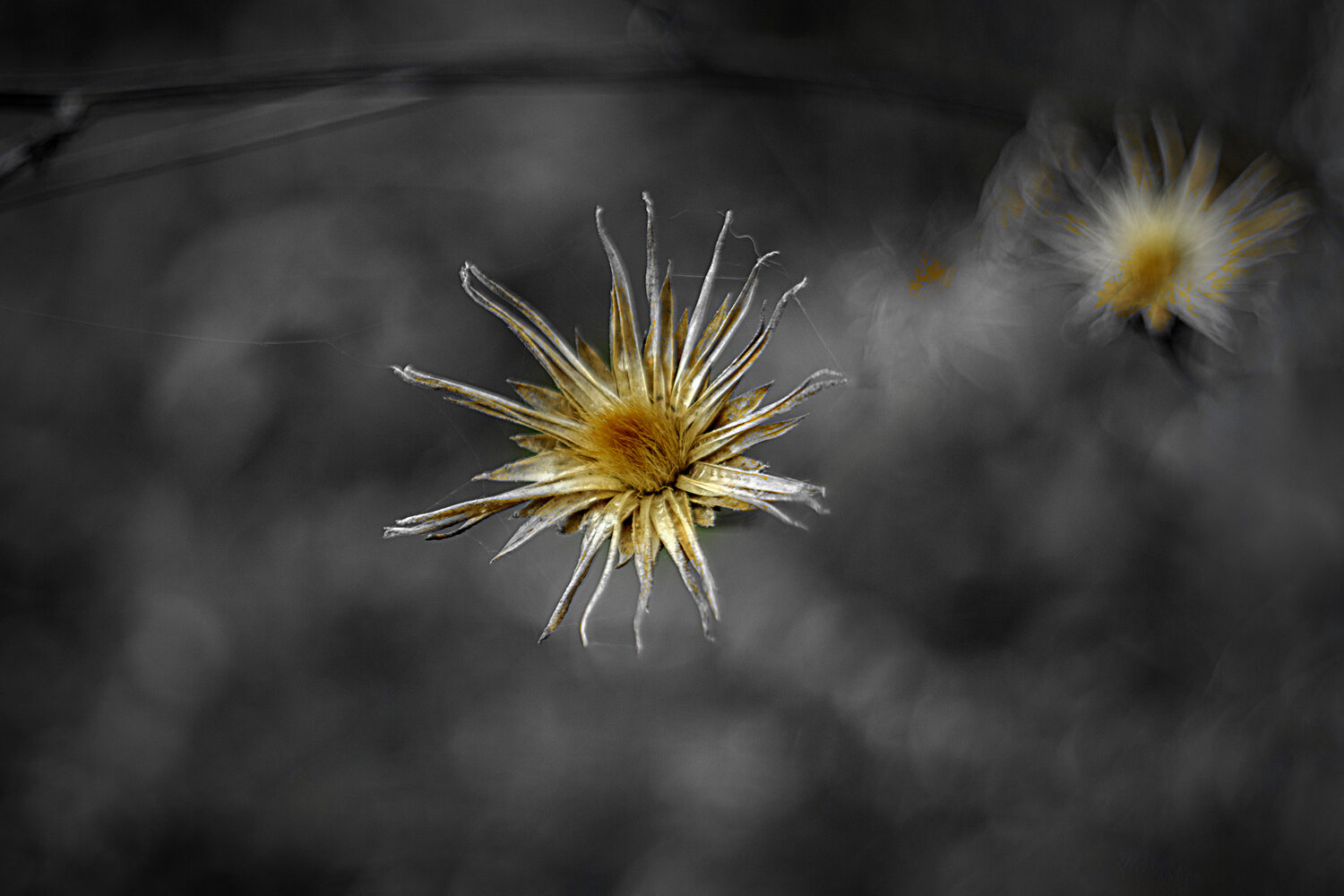 carl, zeiss, jena, flektogon, 2.8, /, 35, Александр Канцур