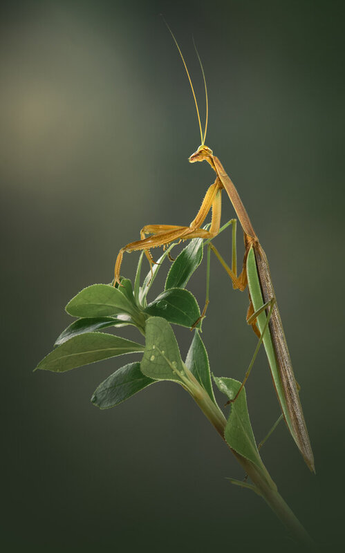 mantis, praying mantis Sculpted фото превью