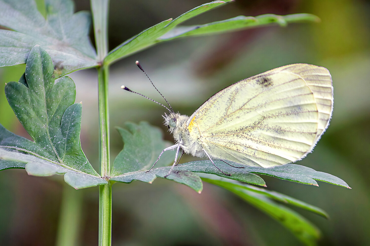 капустница, белянка капустная, pieris brassicae, КарОл