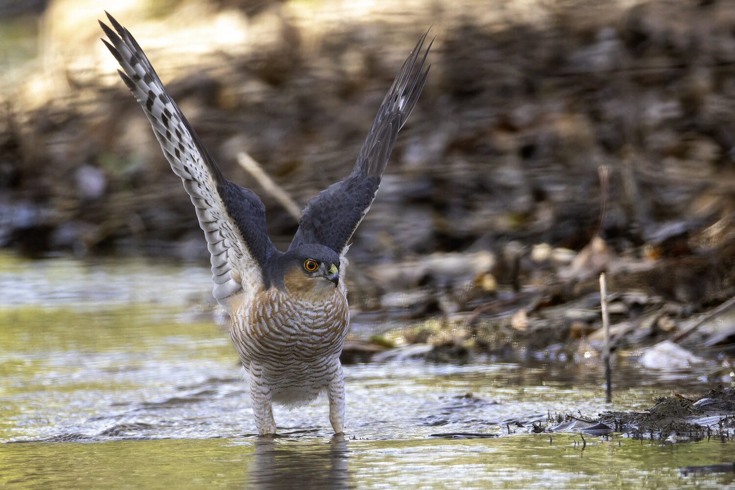 Sparrowhawk., Alexander Amromin