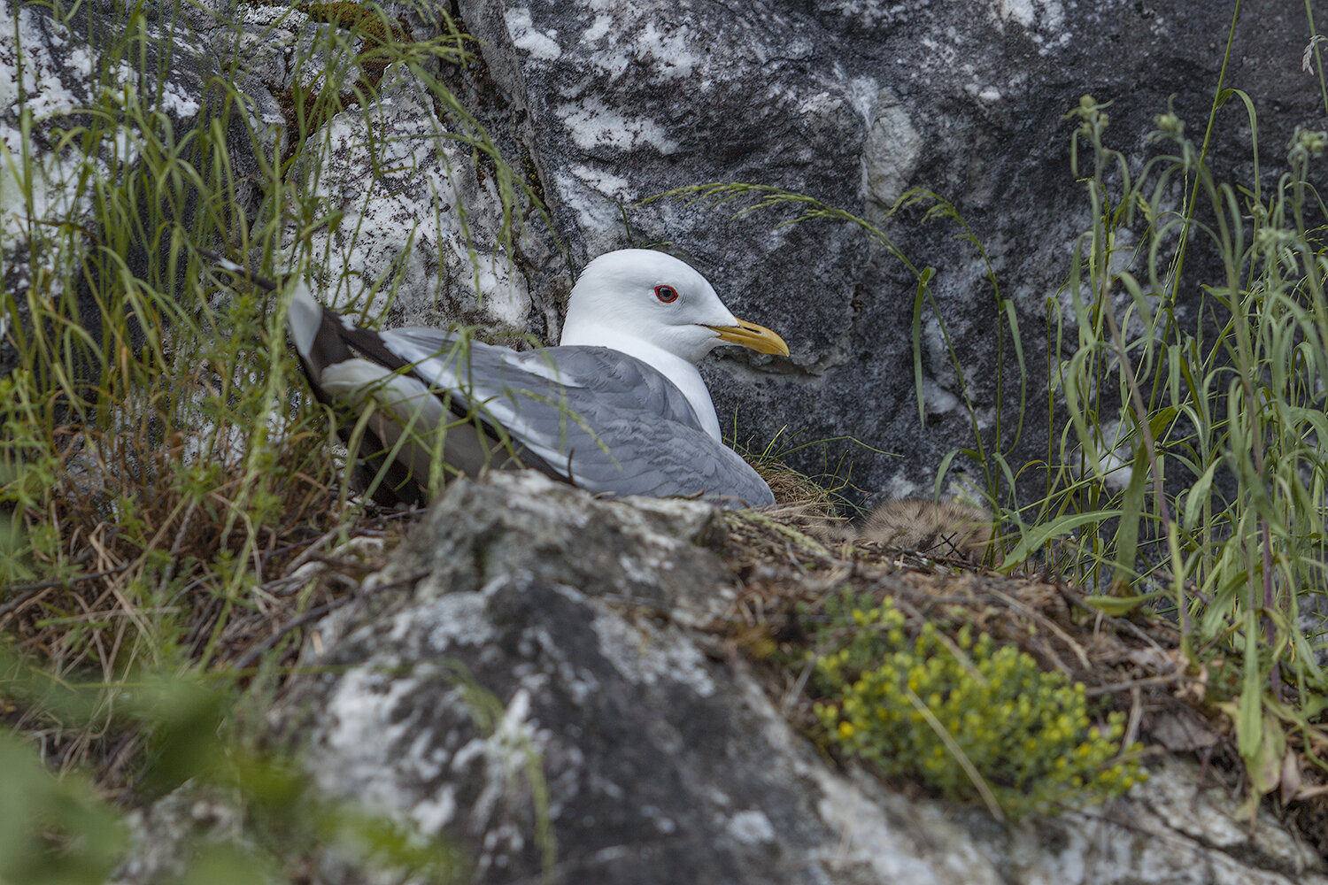 seagull, animals, nature, birds, фотоохота, природа, чайки, сизая чайка, птицы, Волкова Анна