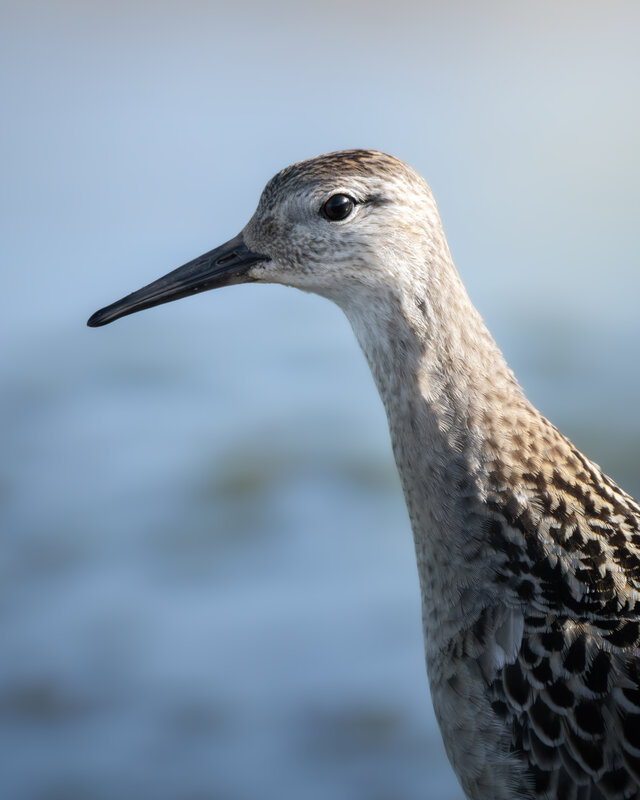 Турухтан (Calidris pugnax)  фото превью