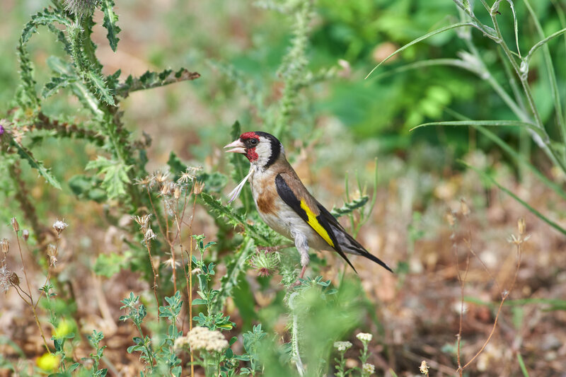 Carduelis carduelis, bird, birds, birdswatching, volgograd, russia, wildlife Carduelis carduelis фото превью