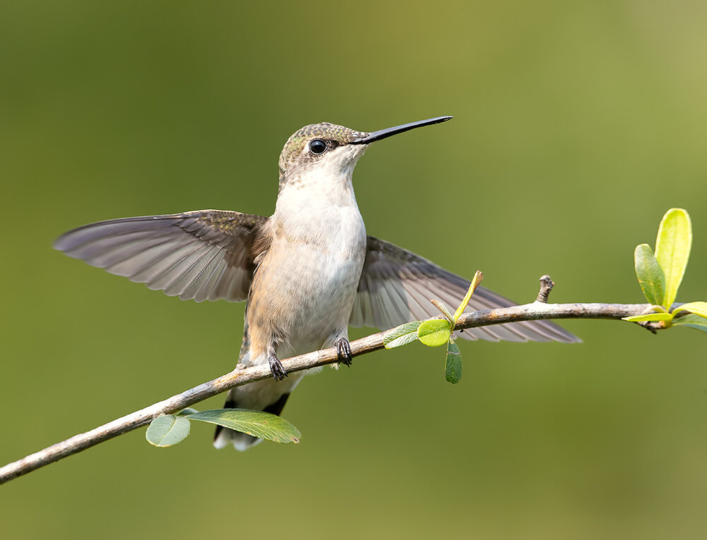 ruby-throated hummingbird, рубиновогорлый колибри, колибри, hummingbird, birds, wild, птицы, Etkind Elizabeth