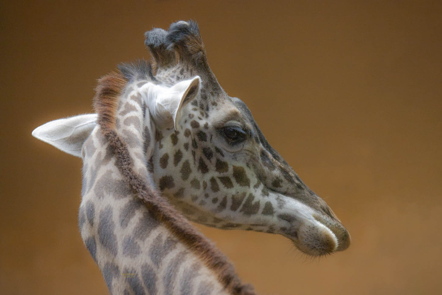 Giraffe. Автор: Ali Pashang , Ali Pashang