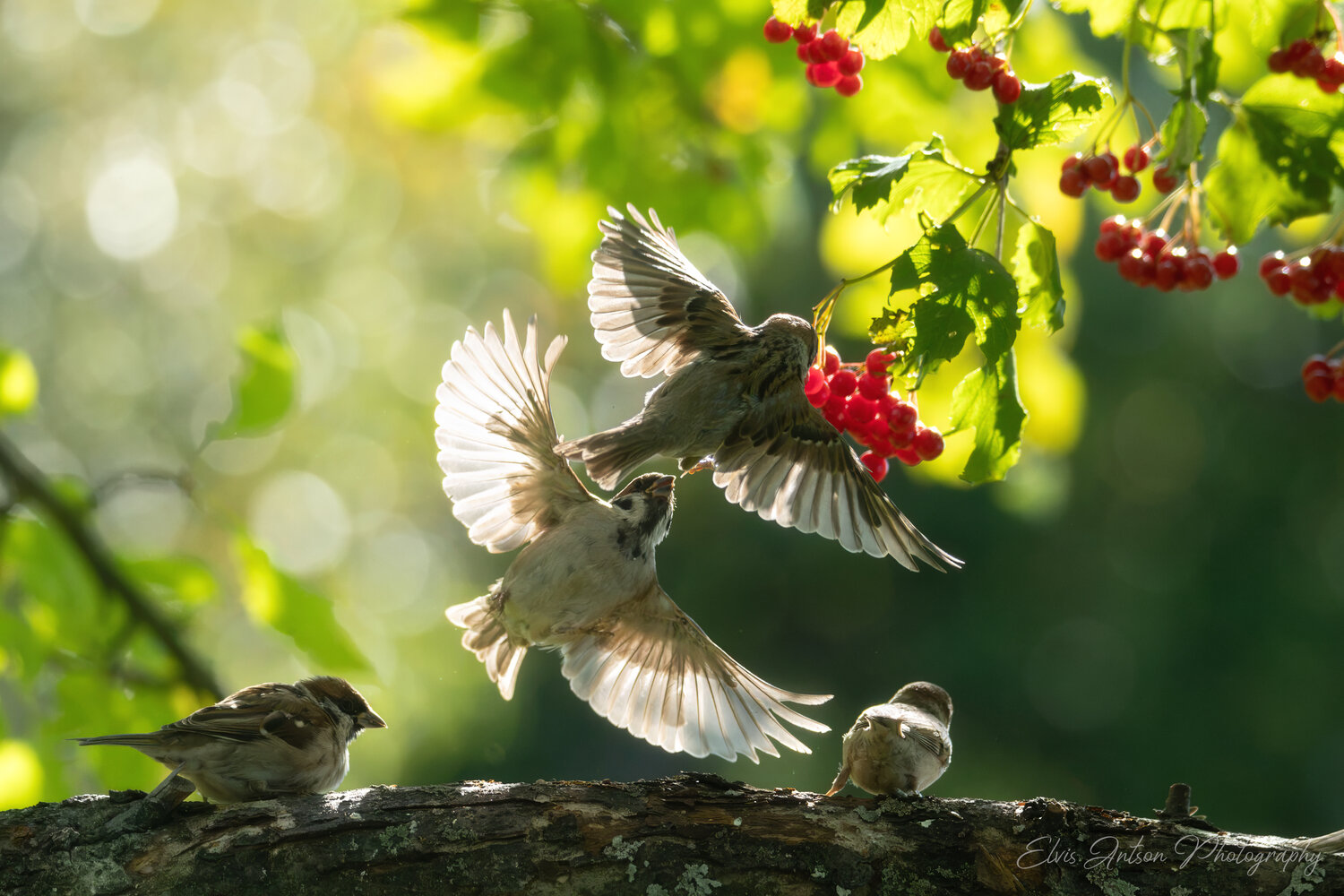action shot, wildlife, воробей, воробьи, полевой воробей, sparrow, birds, birdwatching, elvis antson, орнитология, дикие птицы, кострома, пернатые, движение, крылья, птицы россии, птицы европы, наблюдение за птицами, communication, bird photography, Antson Elvis