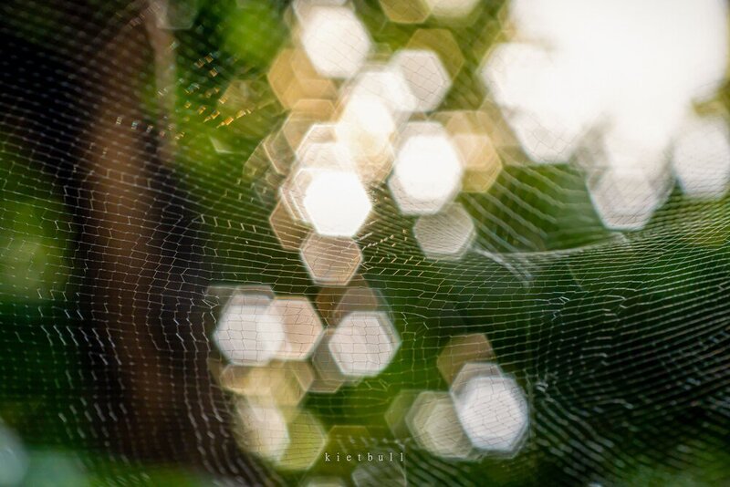 A spider\\\'s web фото превью