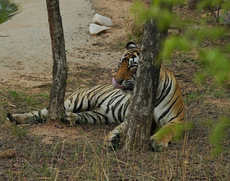 Royal Bengal фото превью