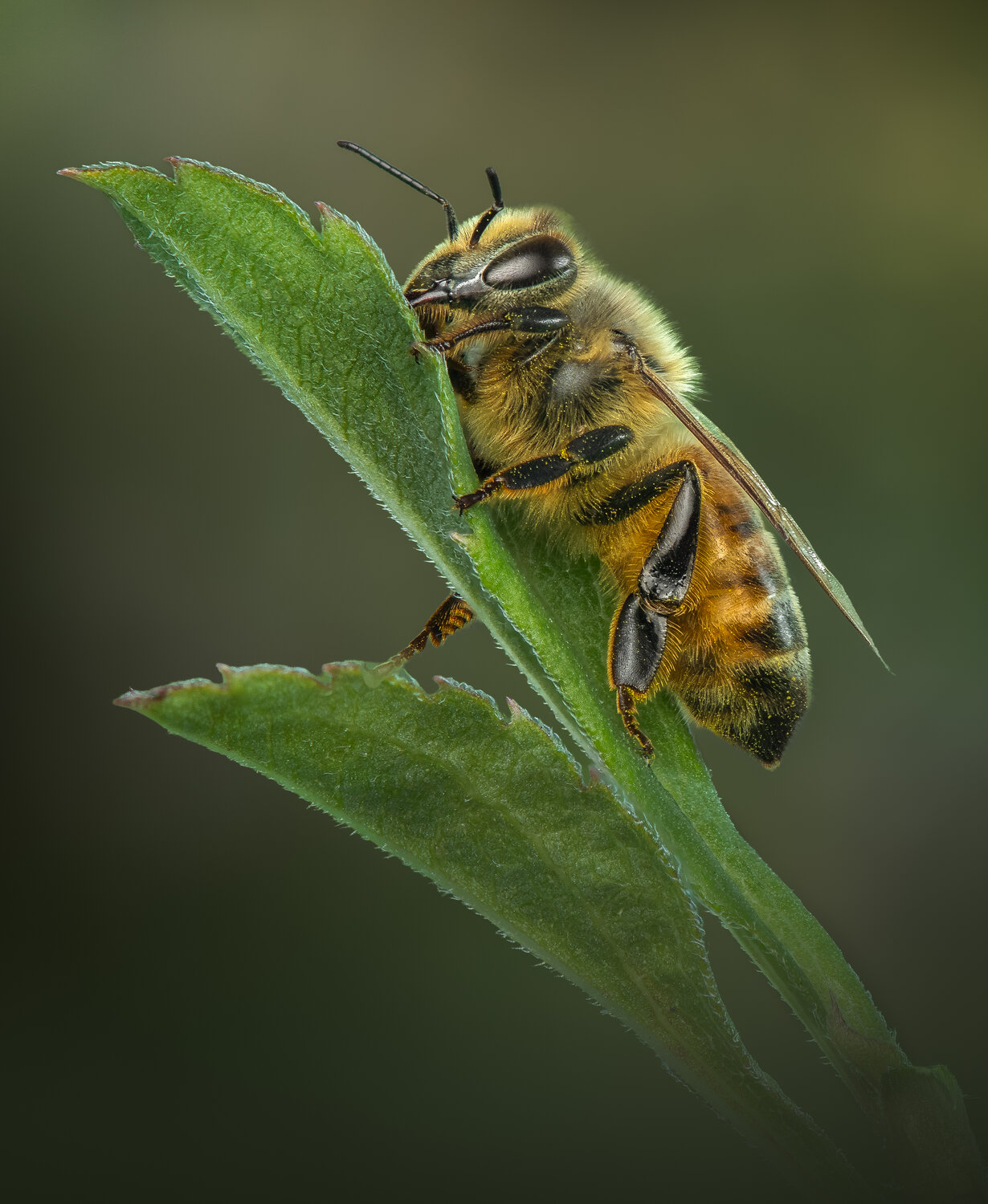bee, honeybee, macro, pollen, fall, autumn, Atul Saluja