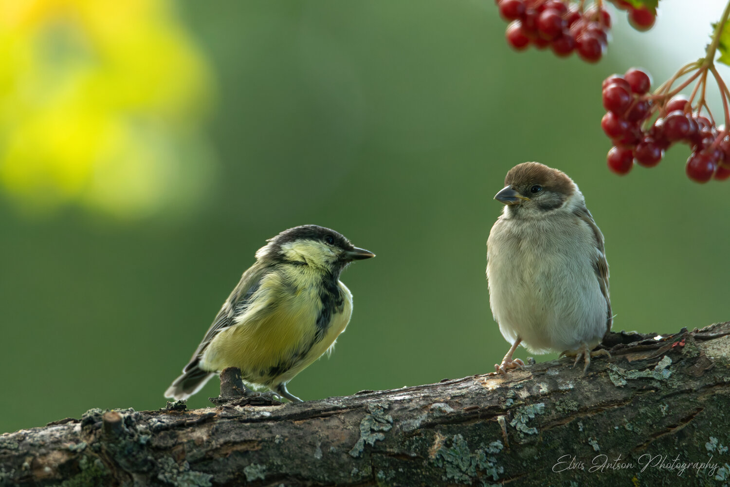 bird photography, communication, wildlife, воробей, воробьи, полевой воробей, sparrow, birds, birdwatching, elvis antson, орнитология, дикие птицы, кострома, пернатые, птичьи дети, птицы россии, птицы европы, наблюдение за птицами, эмоции, Antson Elvis