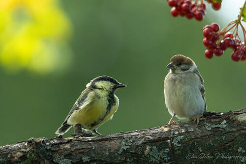Молодёжь. Большая синица (лат. Parus major) и полевой воробей (лат. Passer montanus).