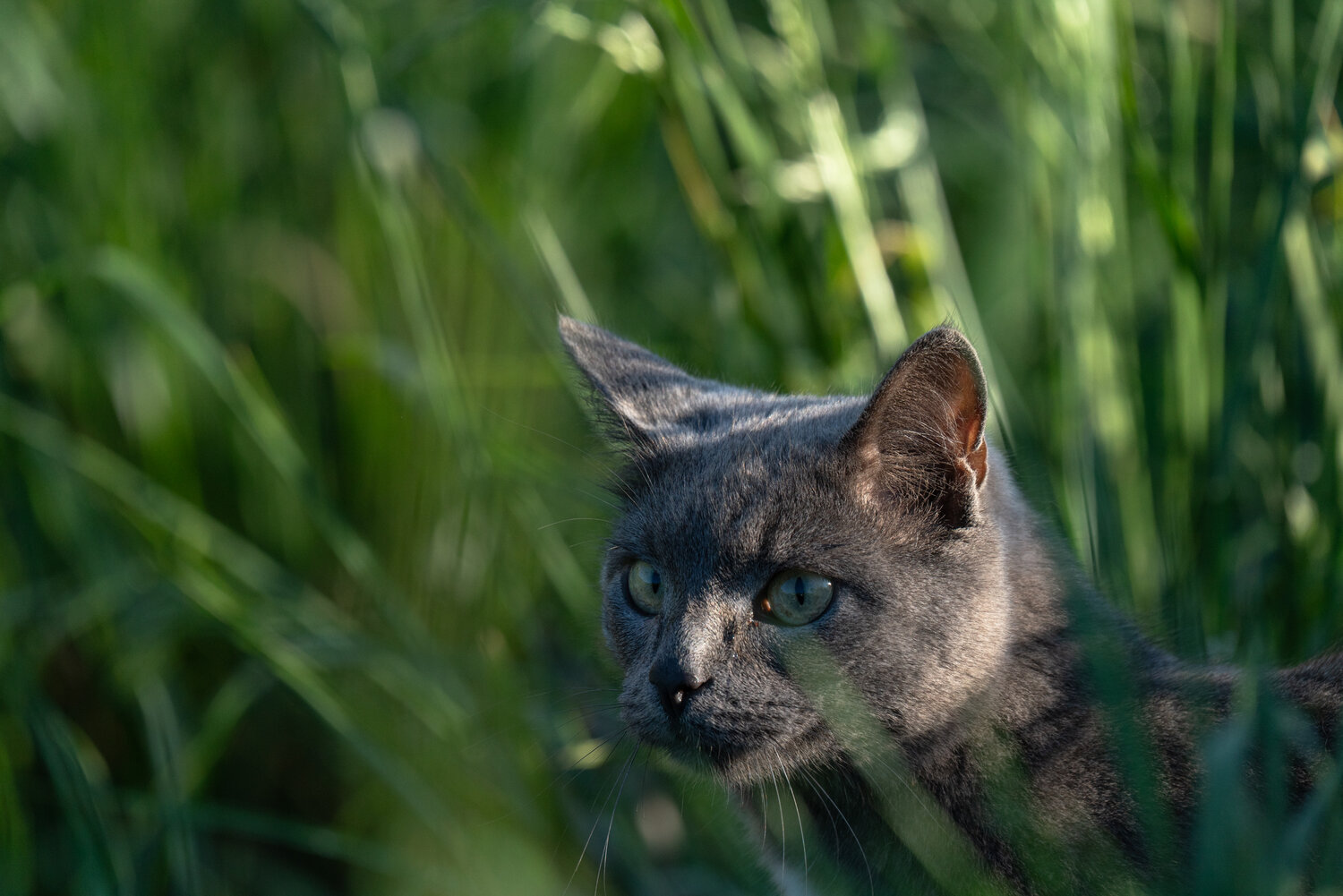 cat, nature, hunt, summer, grass, green, gray, eyes, animal, кот, кошка, на охоте, охота, в траве, Сергей Малинкин