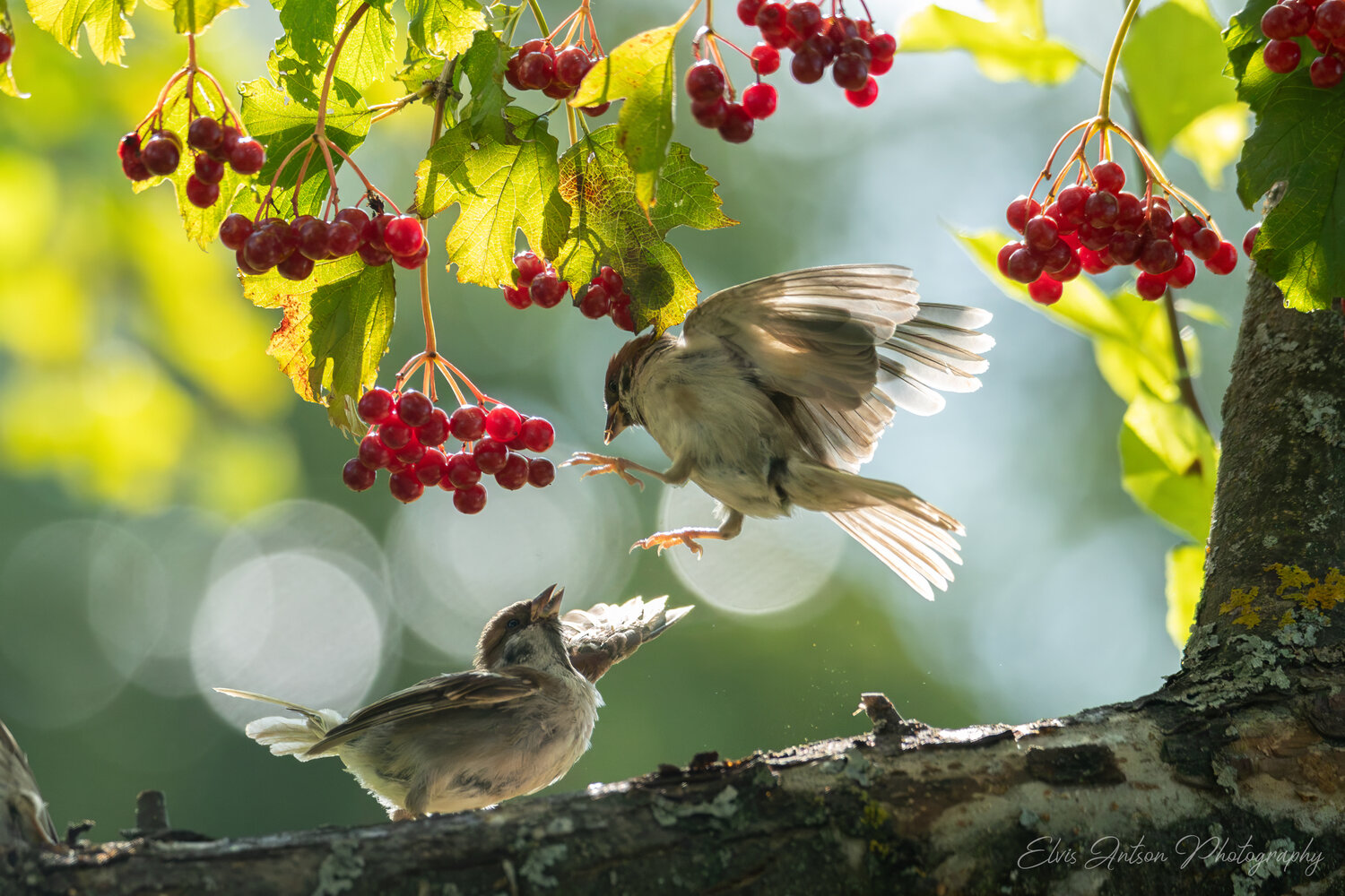 action shot, wildlife, воробей, воробьи, полевой воробей, sparrow, birds, birdwatching, elvis antson, орнитология, дикие птицы, кострома, пернатые, движение, крылья, птицы россии, птицы европы, наблюдение за птицами, communication, bird photography, Antson Elvis