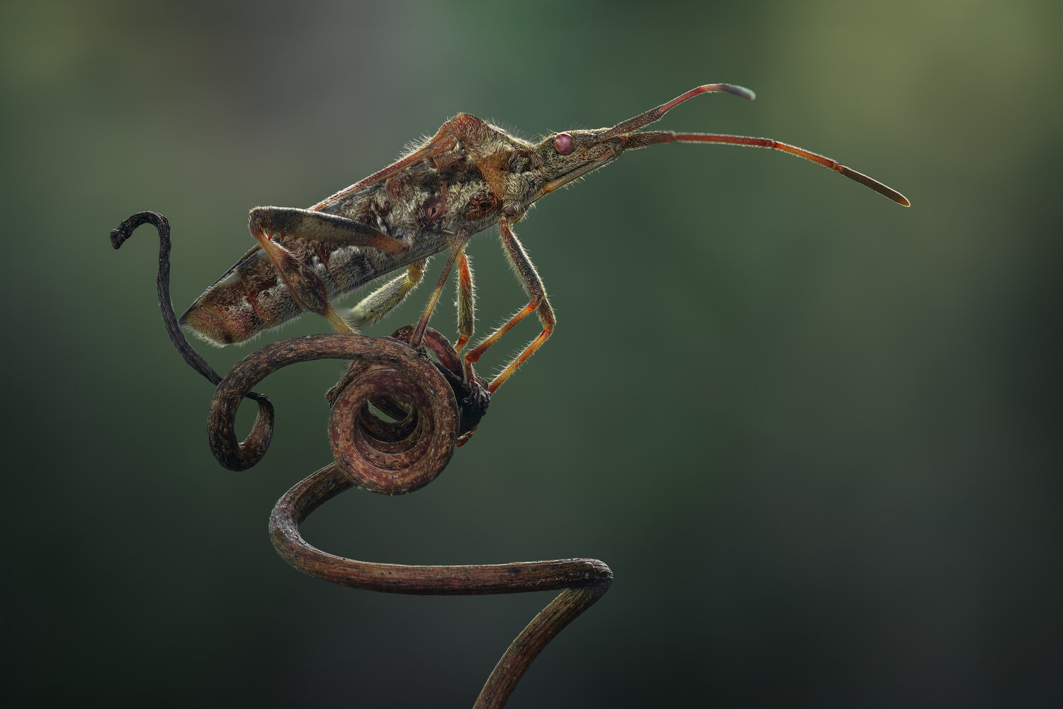 bug, leaf footed, vine, macro, Atul Saluja