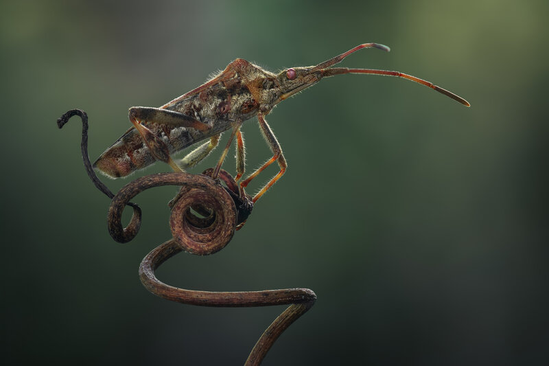 bug, leaf footed, vine, macro The spiral throne фото превью