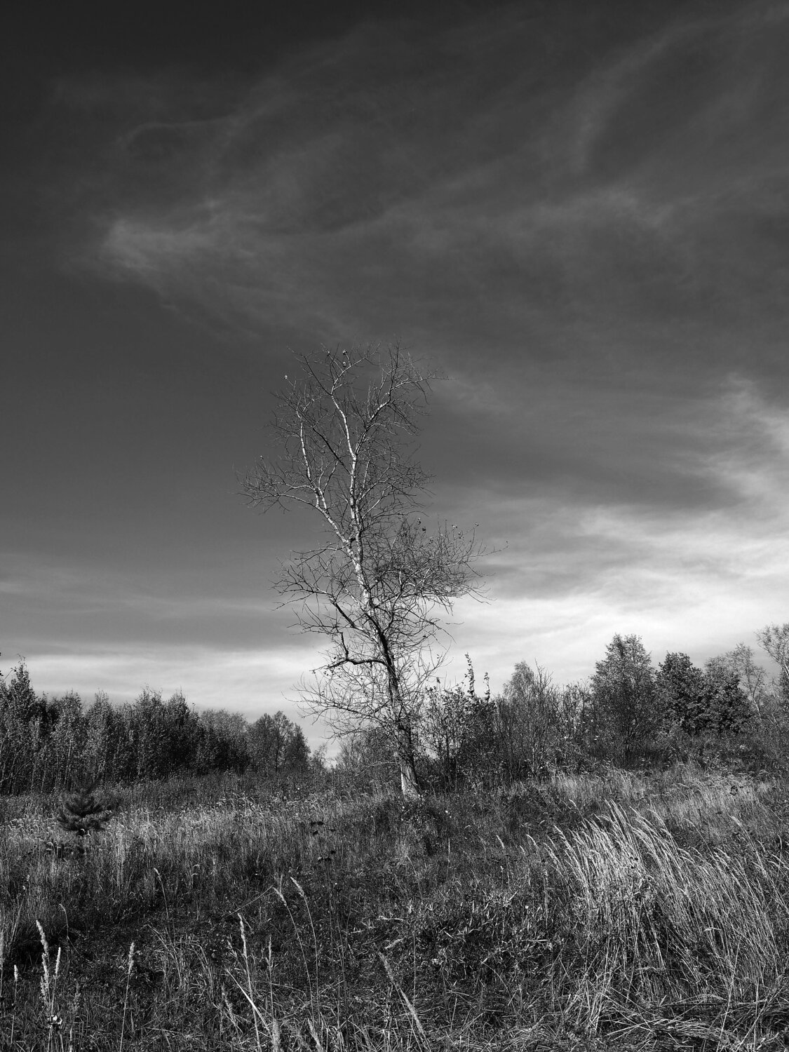 , PERESHEIN ANDREY